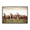 Stupell Industries Horse Trio Gaze Framed Giclee Wall Art Design by Kim Allen
